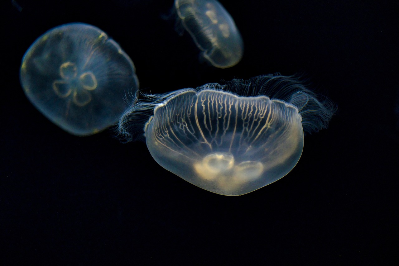 медузы в тунисе