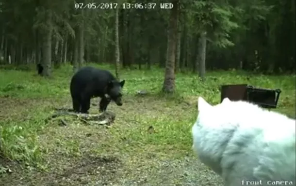 Храбрый хаски атакует медведя, который пытается напасть на палатку