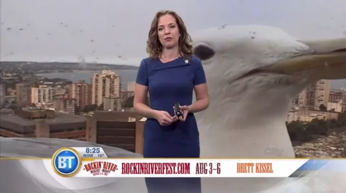 «Гигантская» чайка прервала прогноз погоды телеканала