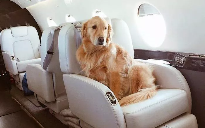 Собак за $10 тысяч отправили на частном самолете  в Нью-Йорк, не найдя варианта дешевле