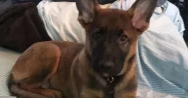 Мошенник искалечил до смерти собаку, чтобы собирать пожертвования на GoFundMe