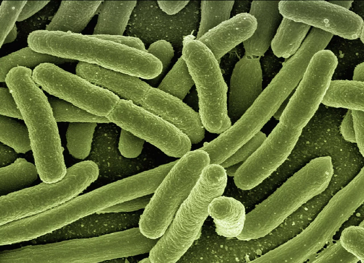 «Осторожно, Shigella!»: CDC сообщают о новой опасной бактерии