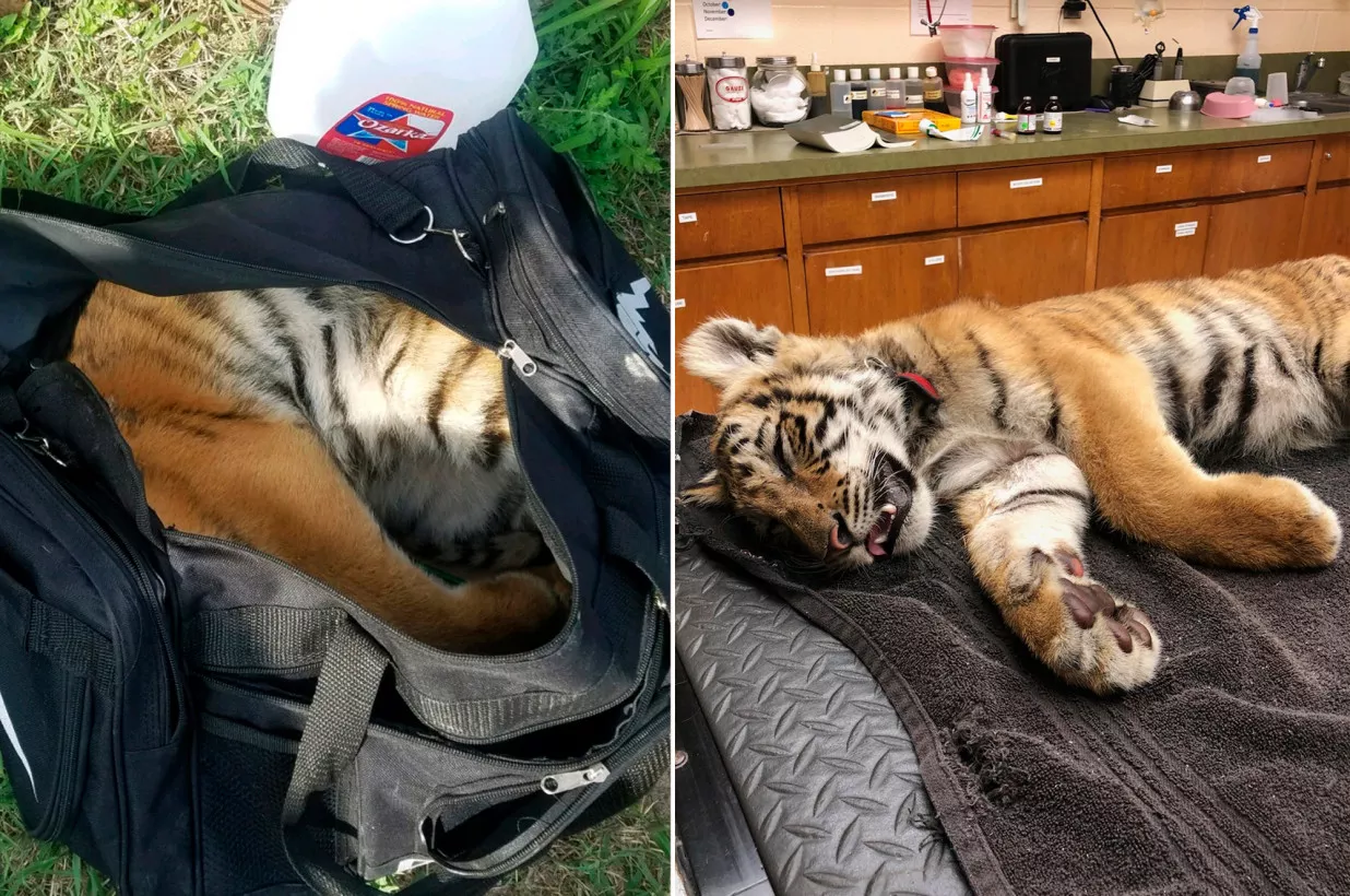 Контрабандисты бросили живого тигренка в сумке на границе с Мексикой (фото)