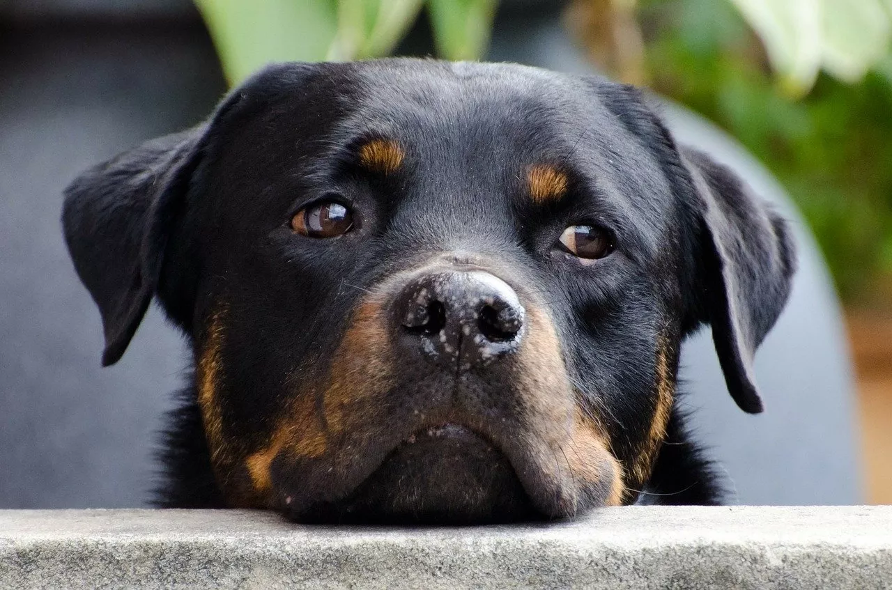 Владельцам собак определенных пород могут отказать в страховке