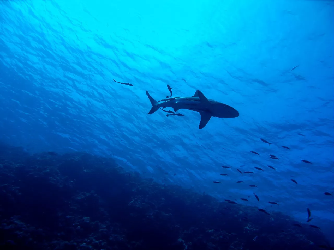 Сотни акул приплывают к восточному побережью США