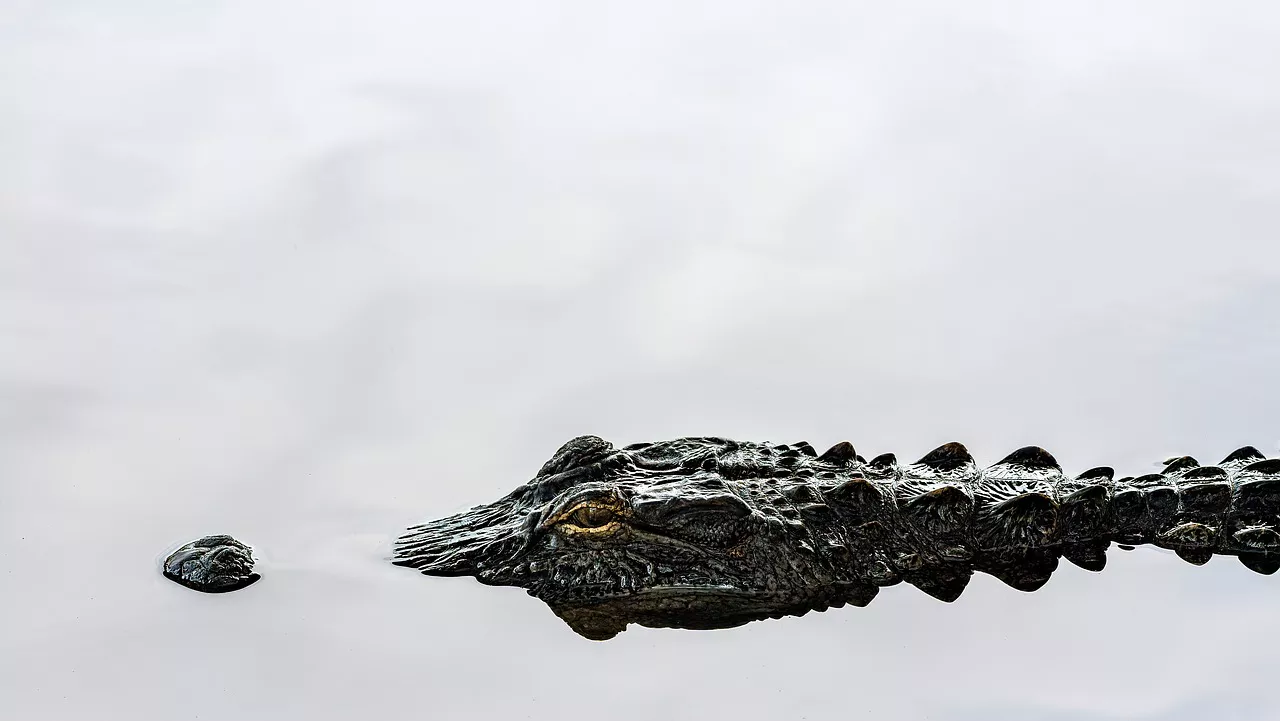 Во Флориде в школьном бассейне поселился крокодил