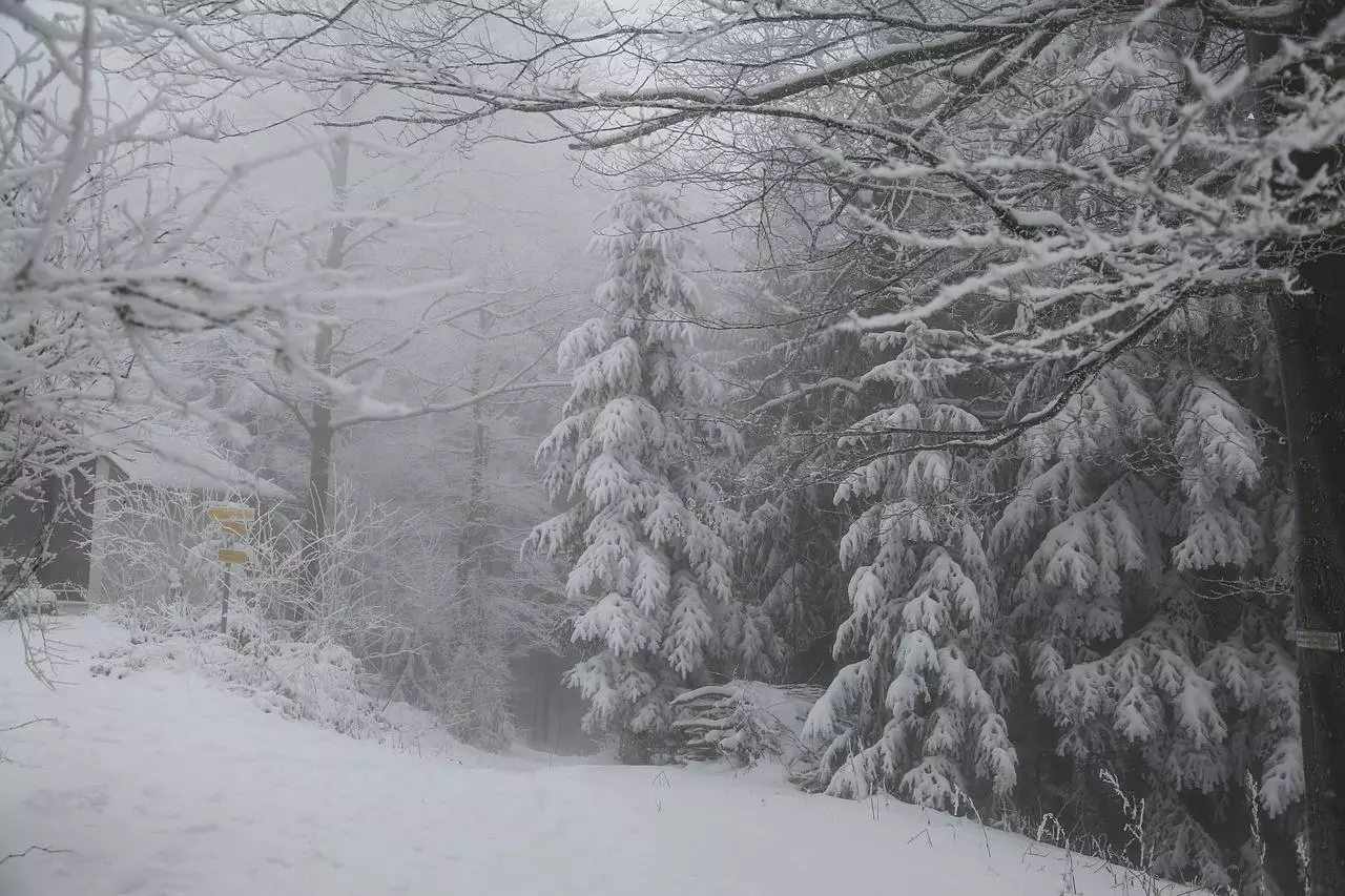 В Северной Калифорнии нашли женщину, которая 6 дней ждала помощи в заваленном снегом лесу