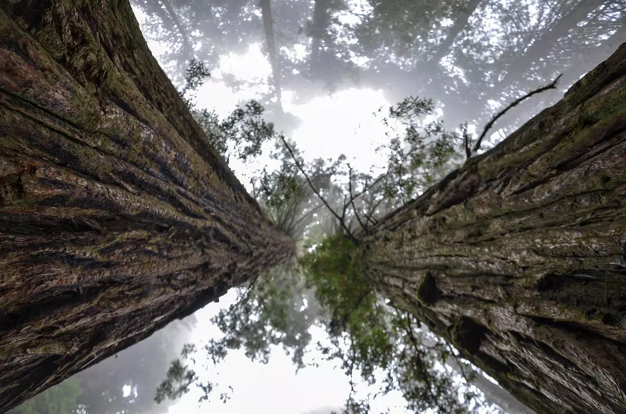 В Калифорнии запрещено подходить к ряду деревьев иначе можно получить штраф $5000