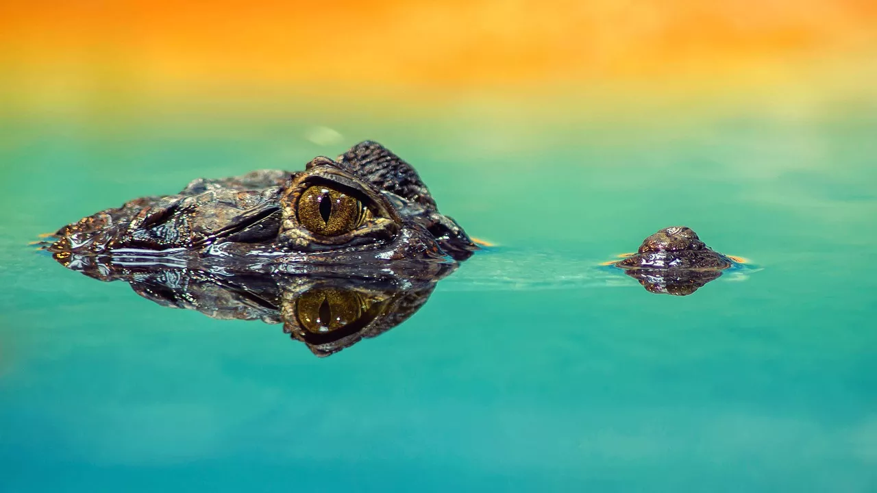 Жители Флориды обнаружили у себя в бассейне трехметрового аллигатора